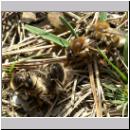 Colletes cunicularius - Seidenbiene 01.jpg